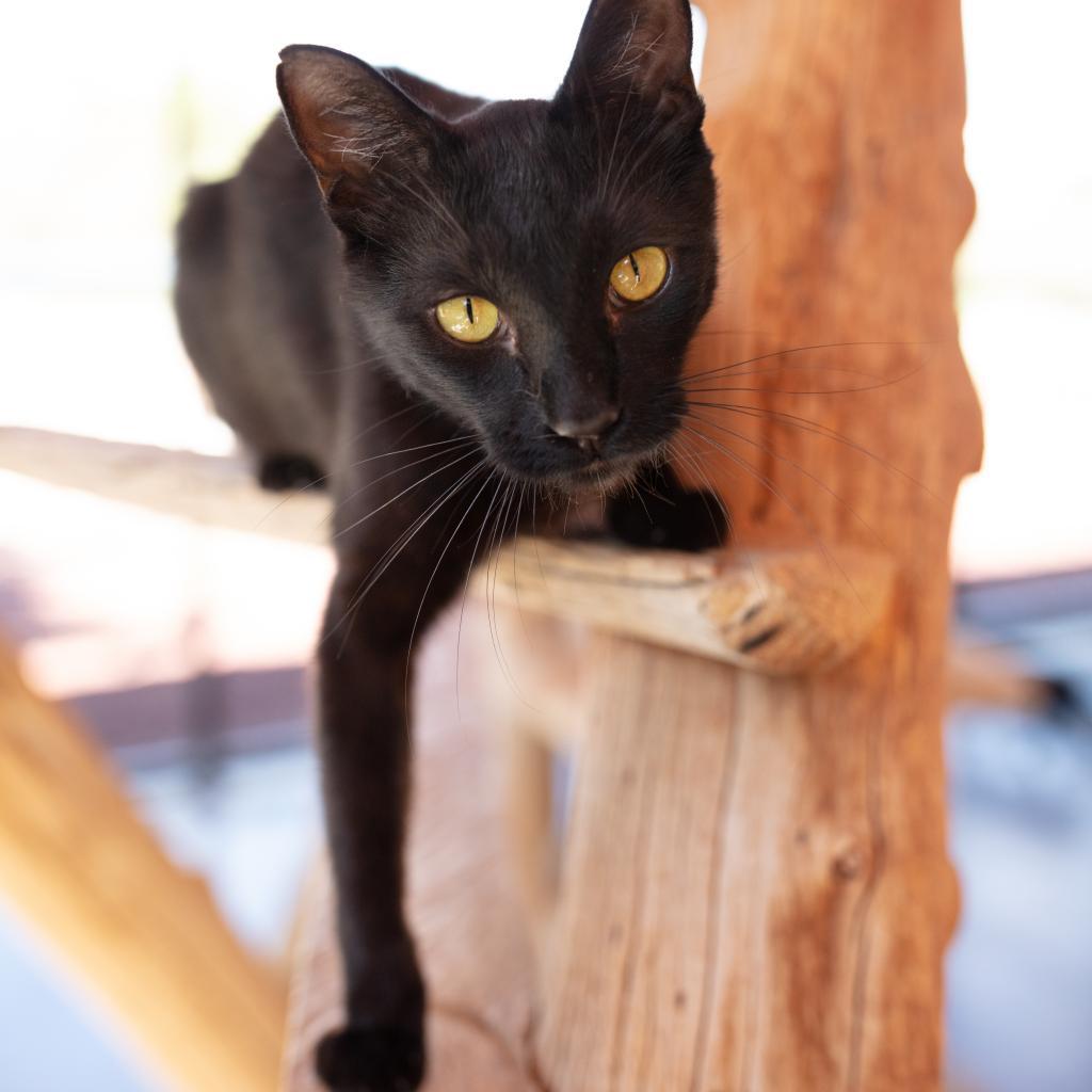 Clive, a Adoptable Domestic Short Hair in Kanab, UT image 1/6