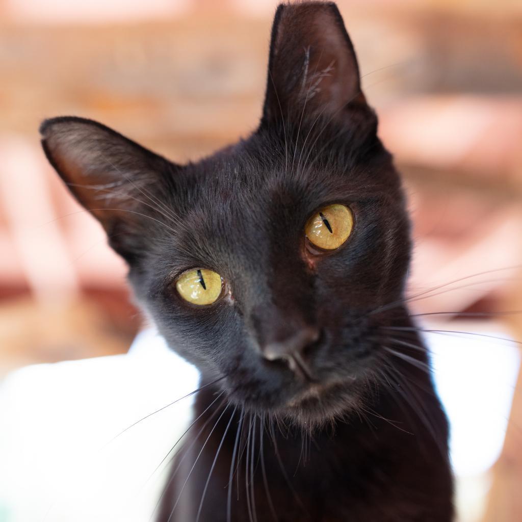 Clive, a Adoptable Domestic Short Hair in Kanab, UT image 3/6