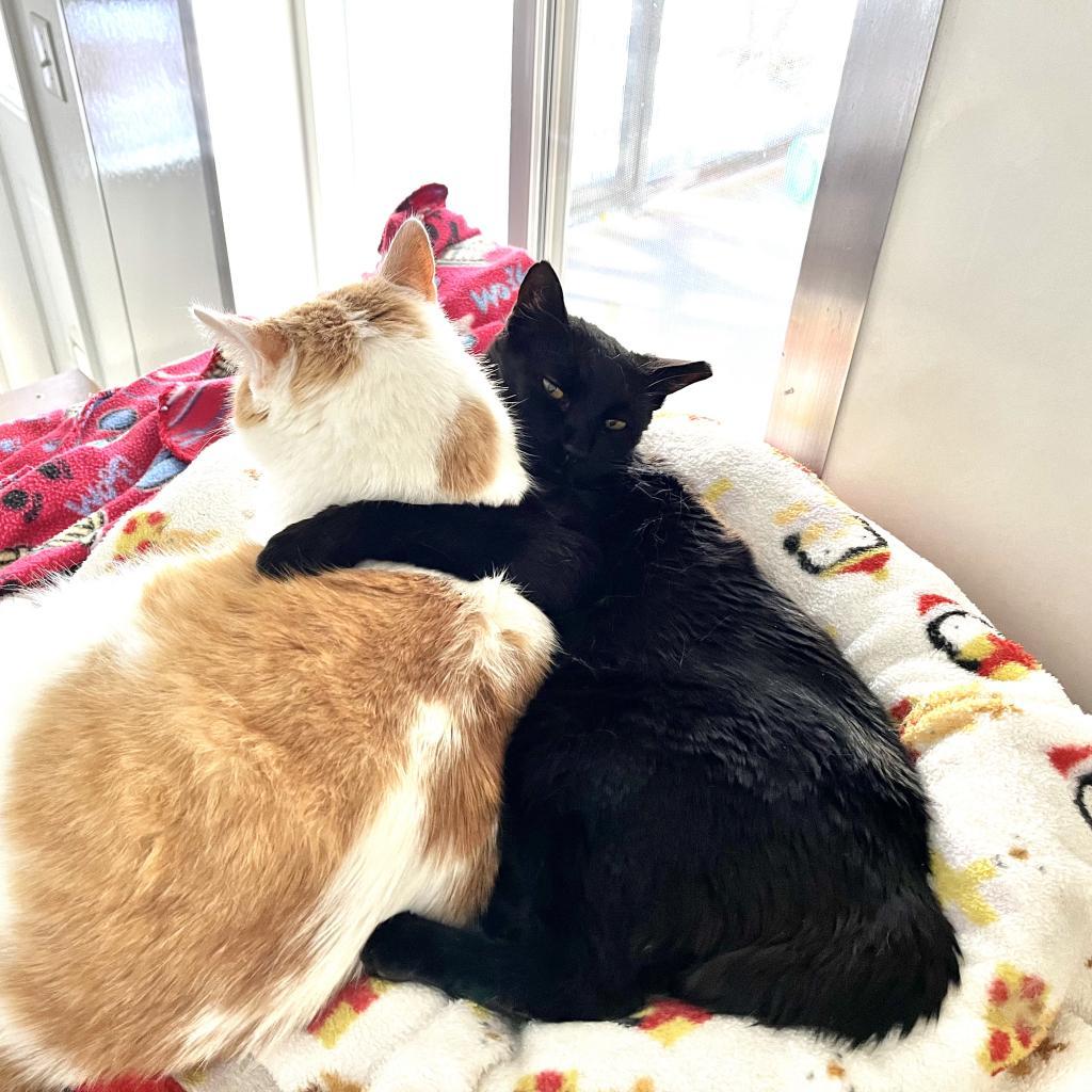 Clive, a Adoptable Domestic Short Hair in Kanab, UT image 4/6