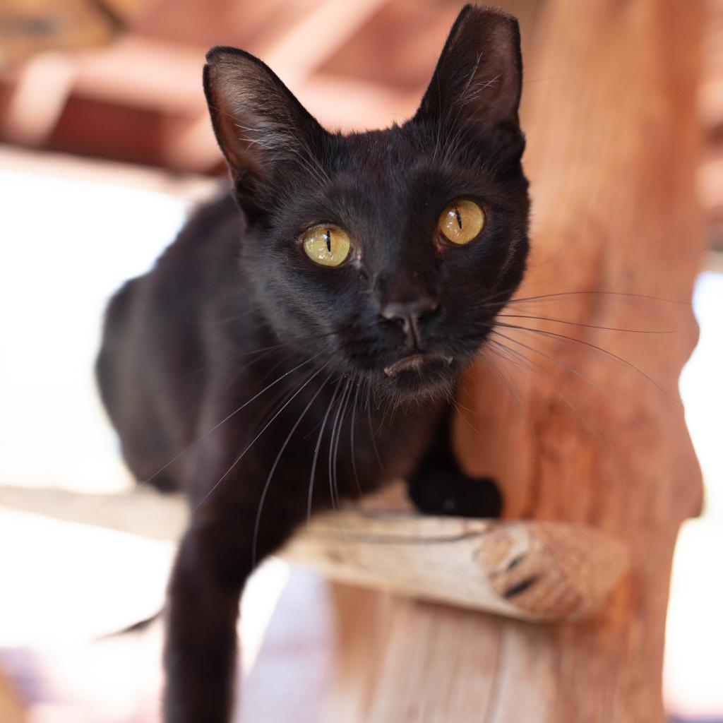 Clive, a Adoptable Domestic Short Hair in Kanab, UT image 6/6