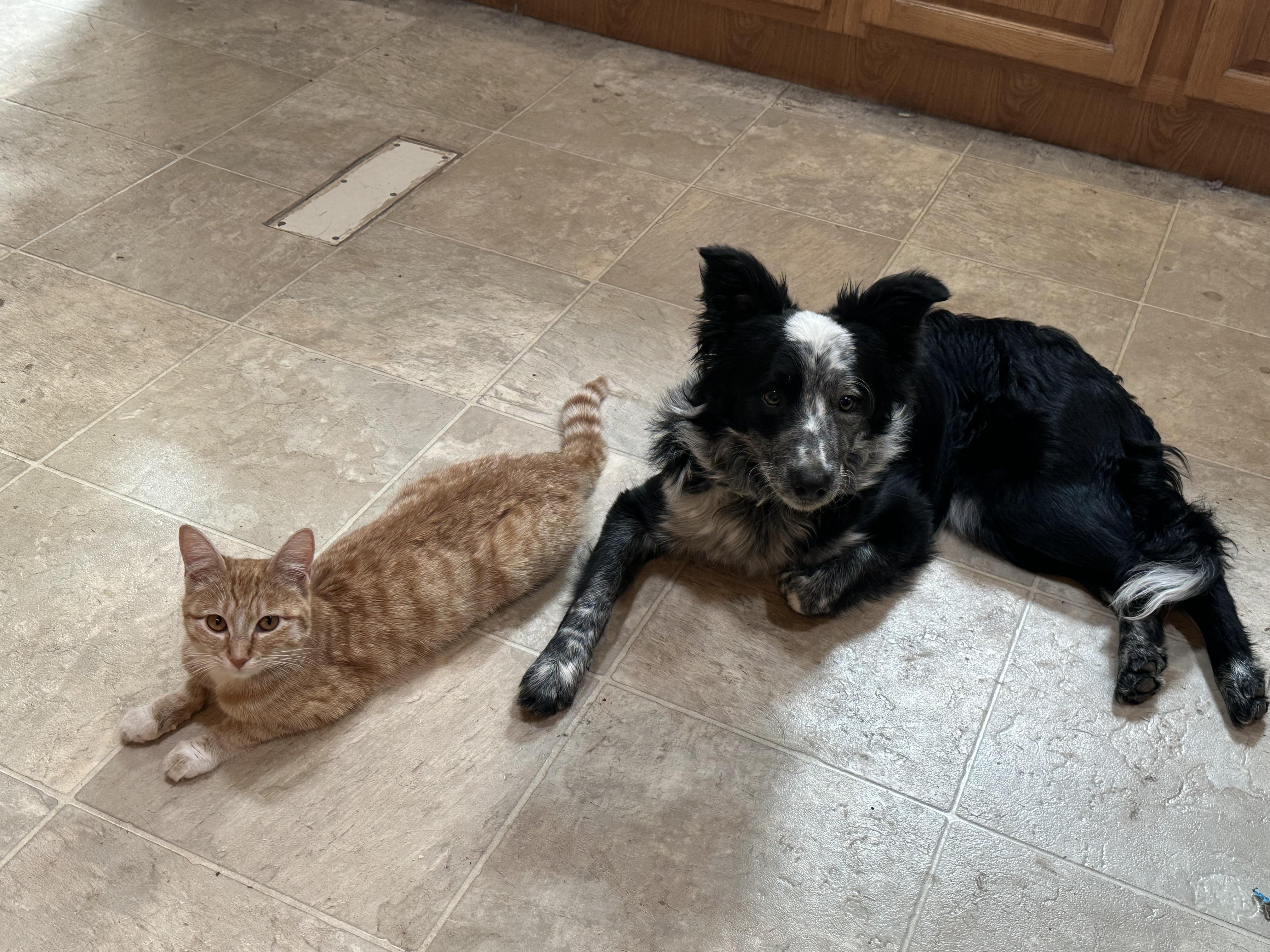 Enlarge Pandora, an adoptable Domestic Short Hair in Sunnyside, WA image 4/5