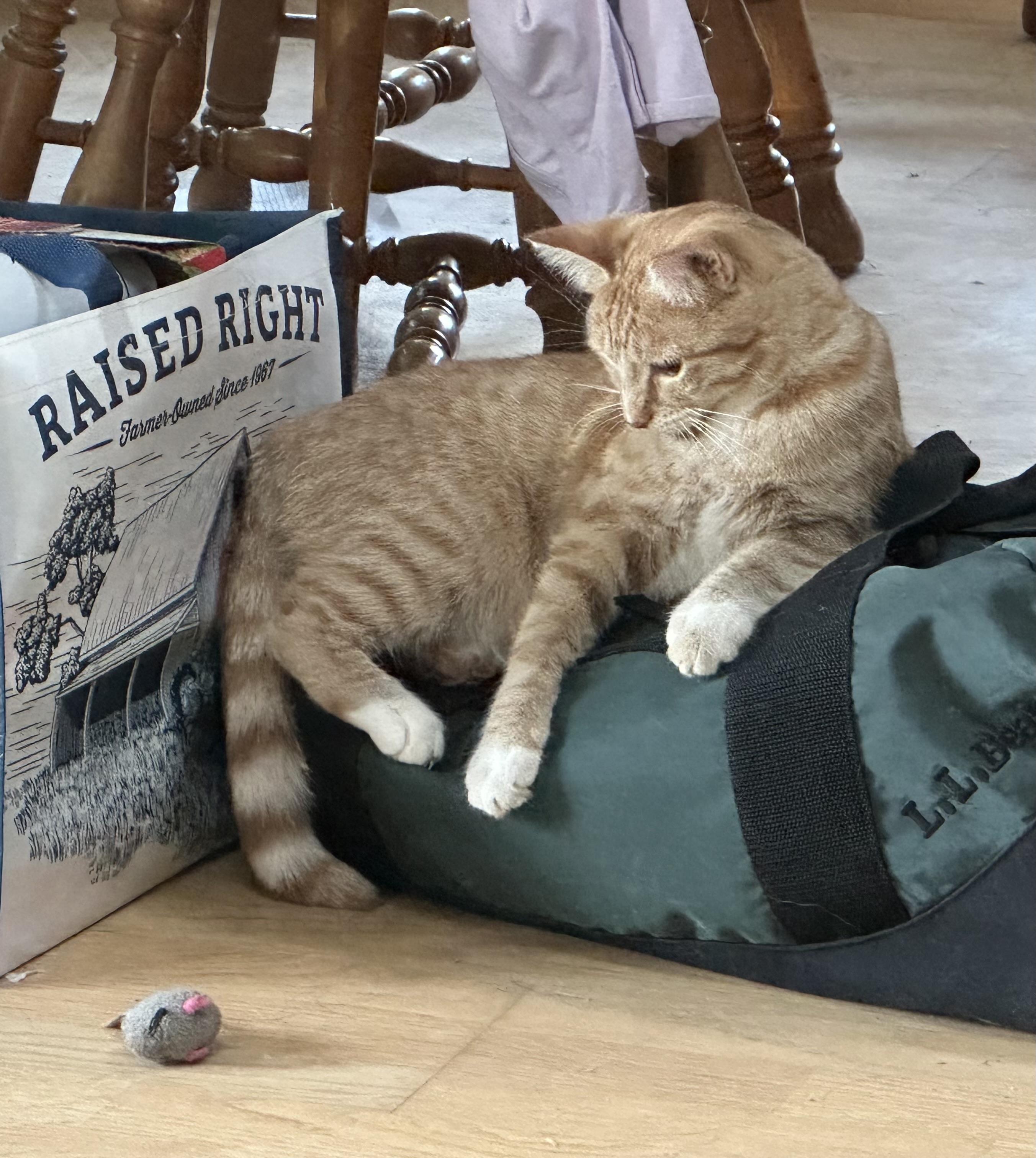 Pandora, adoptable, Young Female Domestic Short Hair.