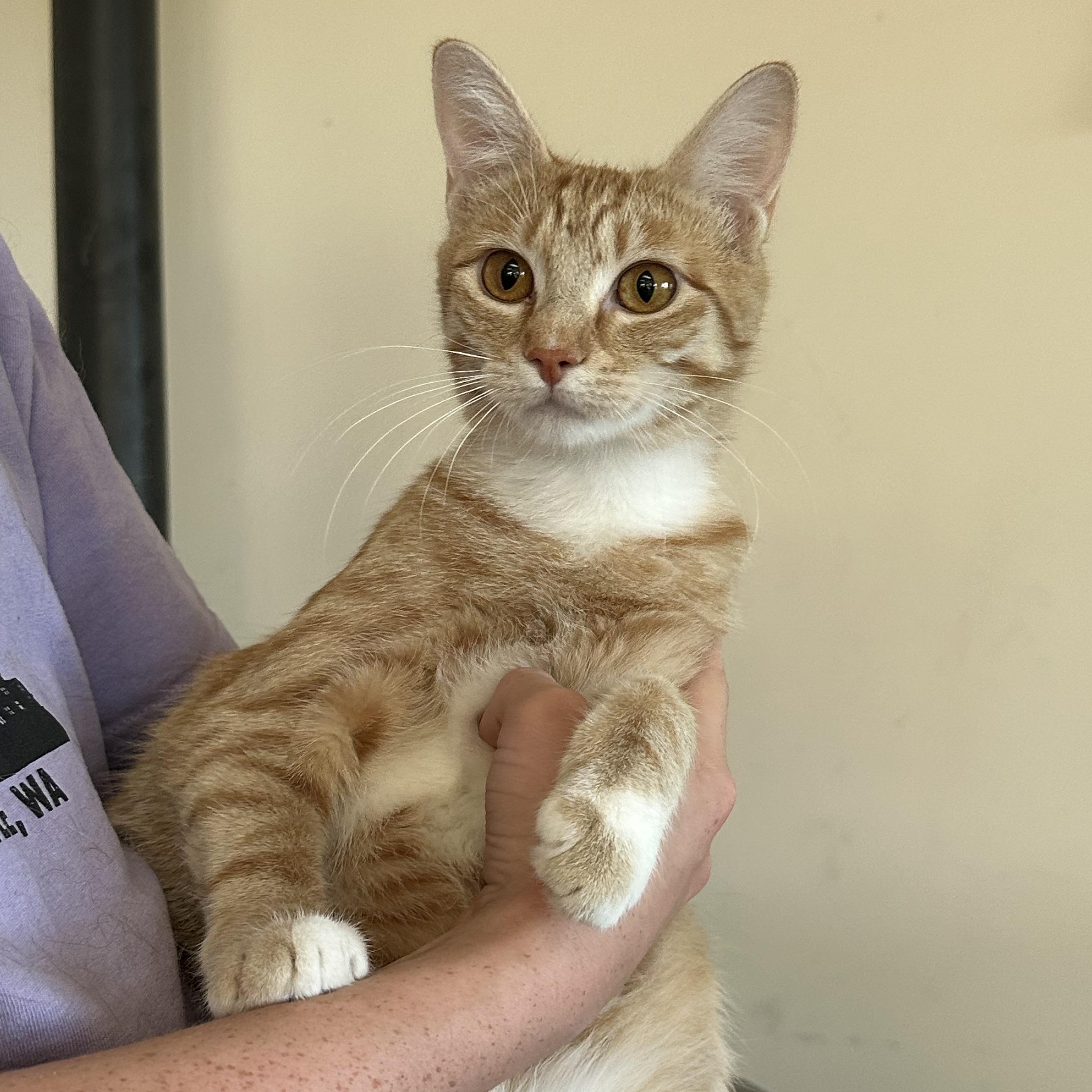 Enlarge Pandora, an adoptable Domestic Short Hair in Sunnyside, WA image 3/5