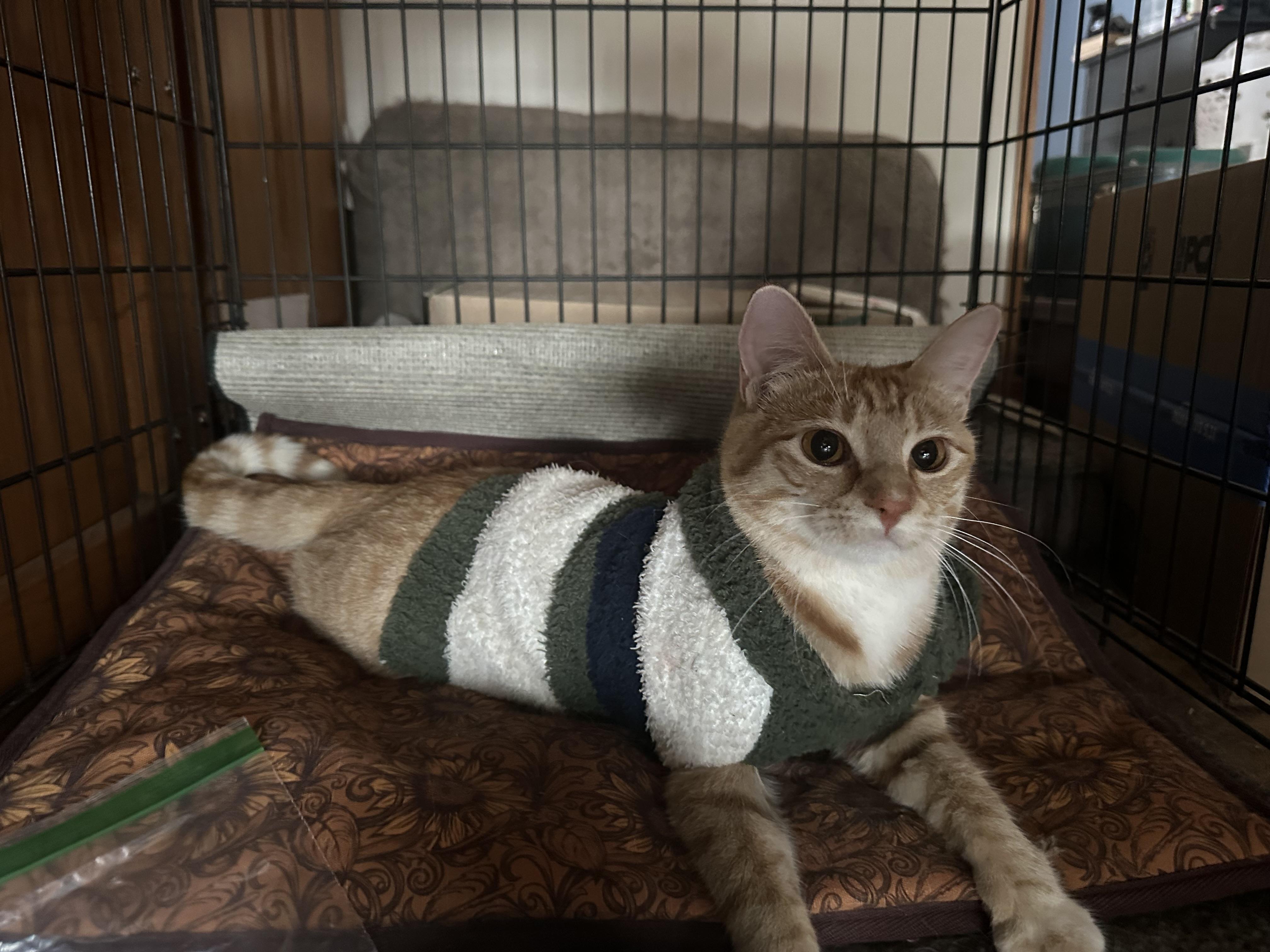 Enlarge Pandora, an adoptable Domestic Short Hair in Sunnyside, WA image 2/5
