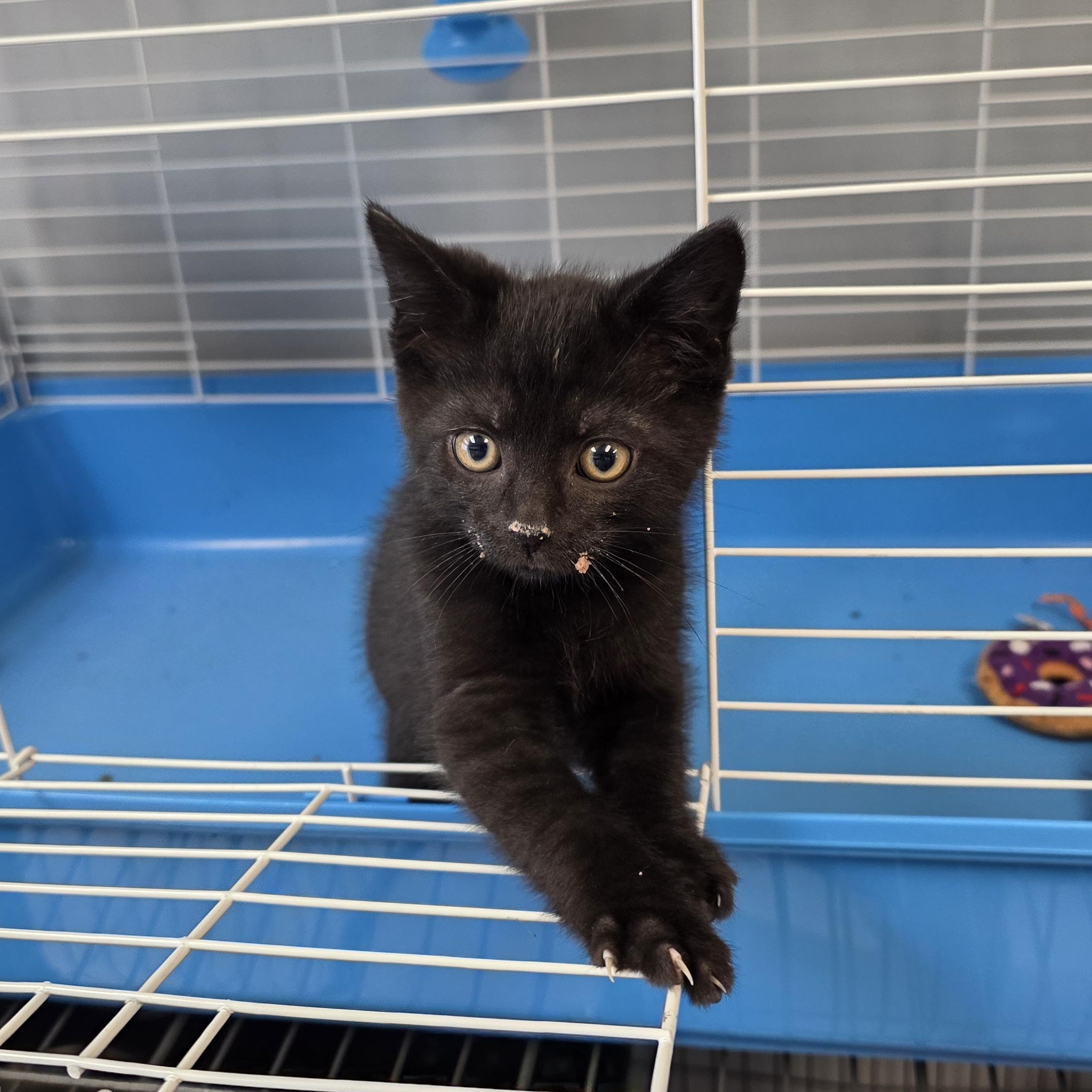 Enlarge Licorice, an adopted Domestic Medium Hair in Columbus, OH image 3/4