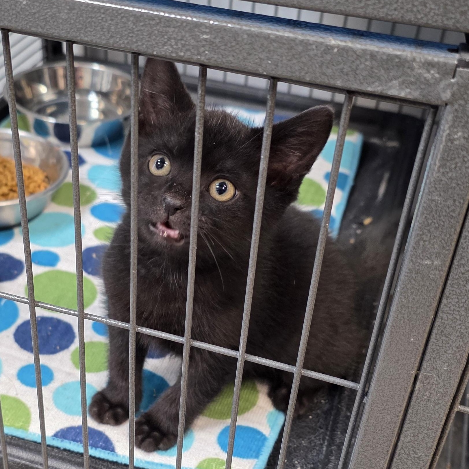 Enlarge Licorice, an adopted Domestic Medium Hair in Columbus, OH image 2/4