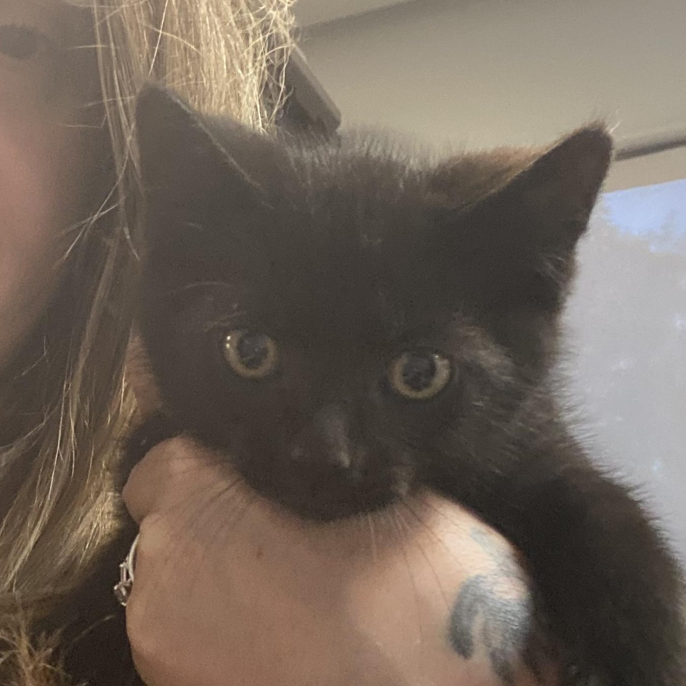 Enlarge Licorice, an adopted Domestic Medium Hair in Columbus, OH image 4/4