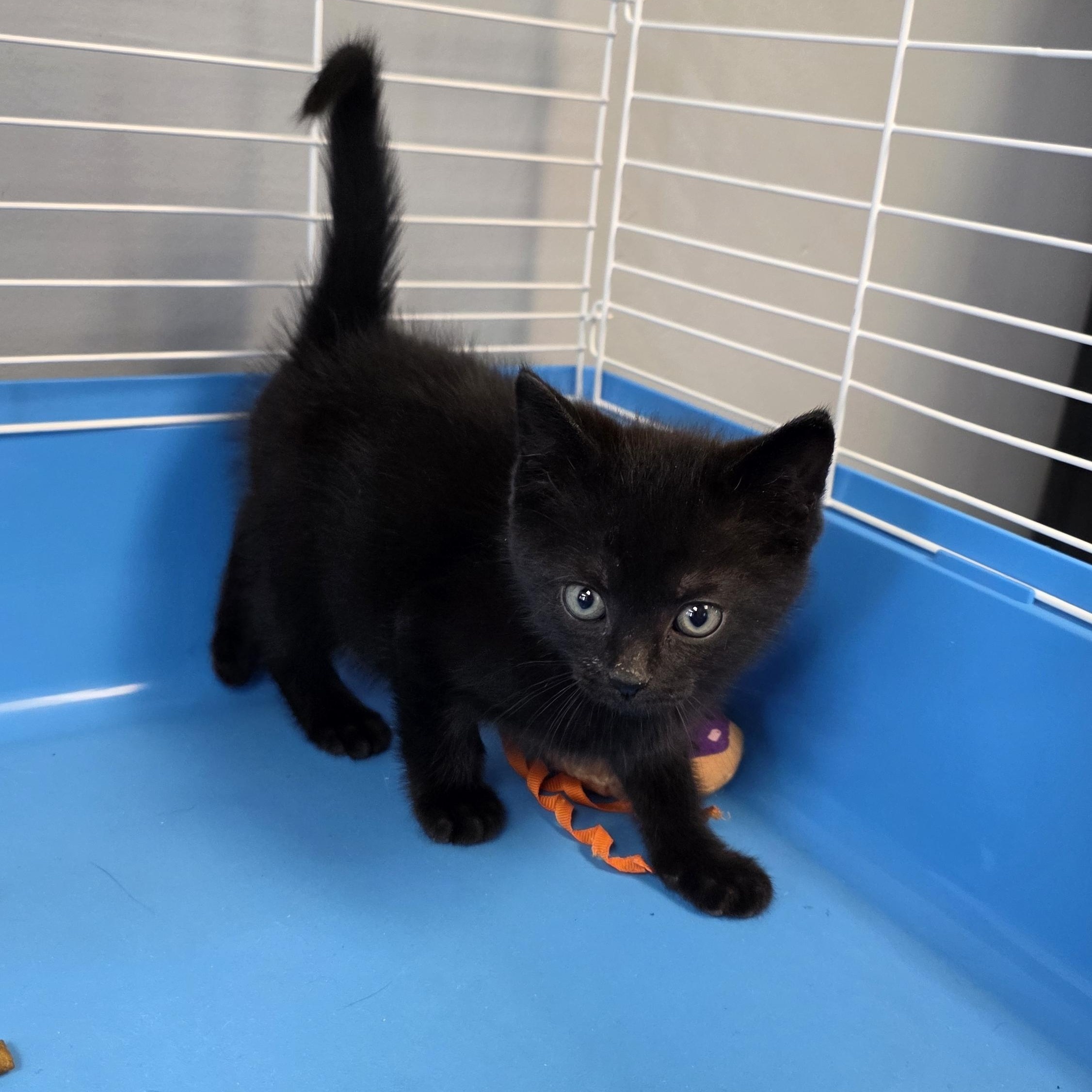 Licorice, adopted, Kitten Male Domestic Medium Hair.