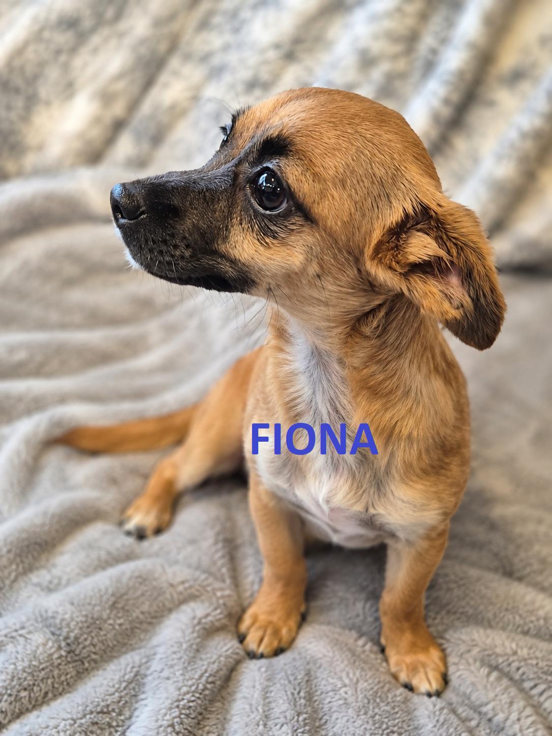Enlarge Fifi, Fergie and Fiona, a Adoptable mixed breed in BALTIMORE, MD image 3/5