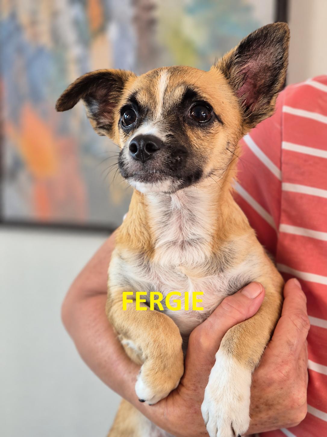 Enlarge Fifi, Fergie and Fiona, a Adoptable mixed breed in BALTIMORE, MD image 2/5