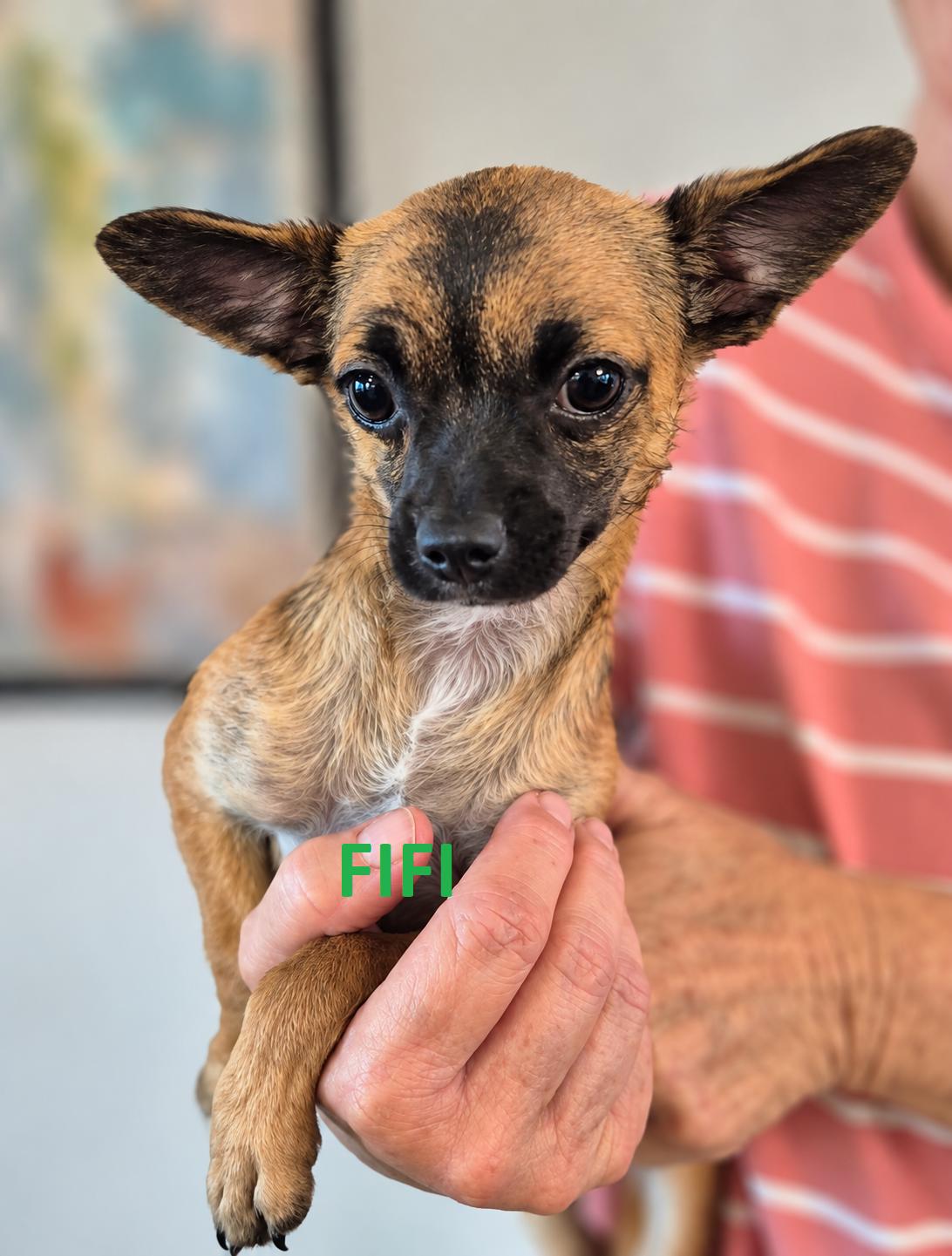 Enlarge Fifi, Fergie and Fiona, a Adoptable mixed breed in BALTIMORE, MD image 1/5