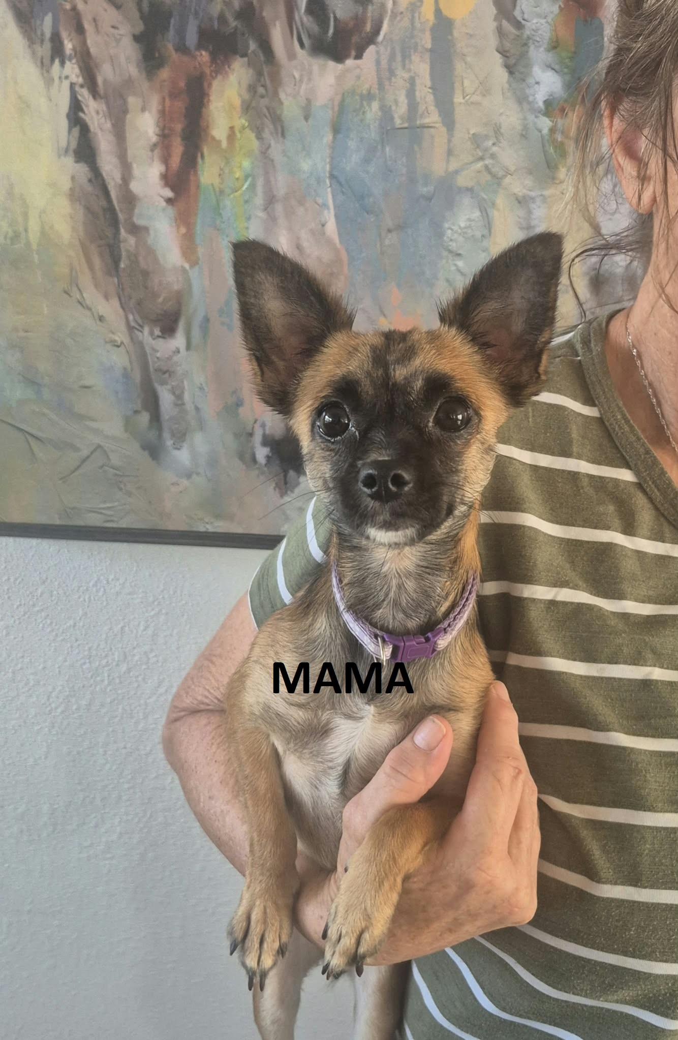 Enlarge Fifi, Fergie and Fiona, a Adoptable mixed breed in BALTIMORE, MD image 5/5
