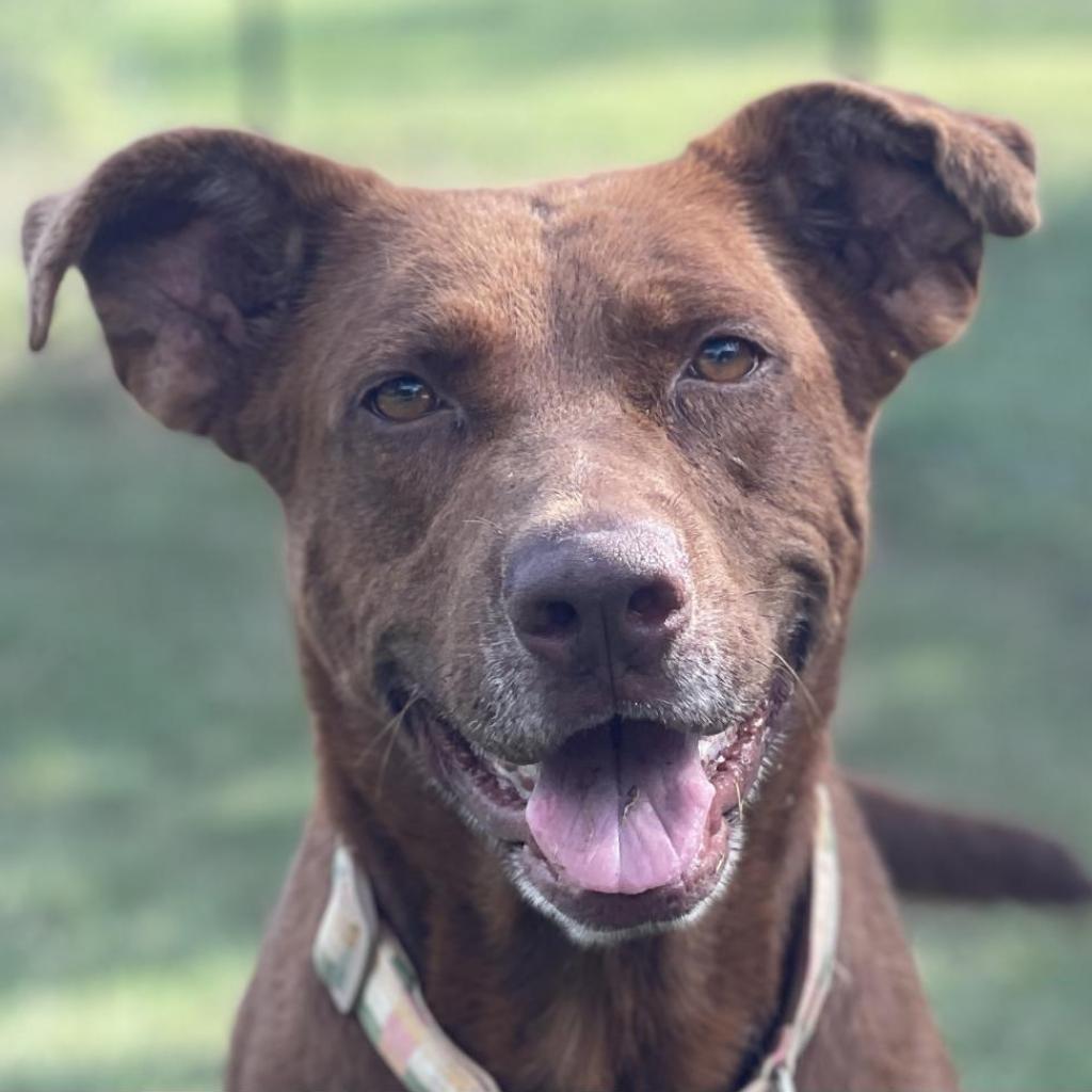 Enlarge Lexus, a Adoptable German Shepherd Dog in Shiner, TX image 1/1