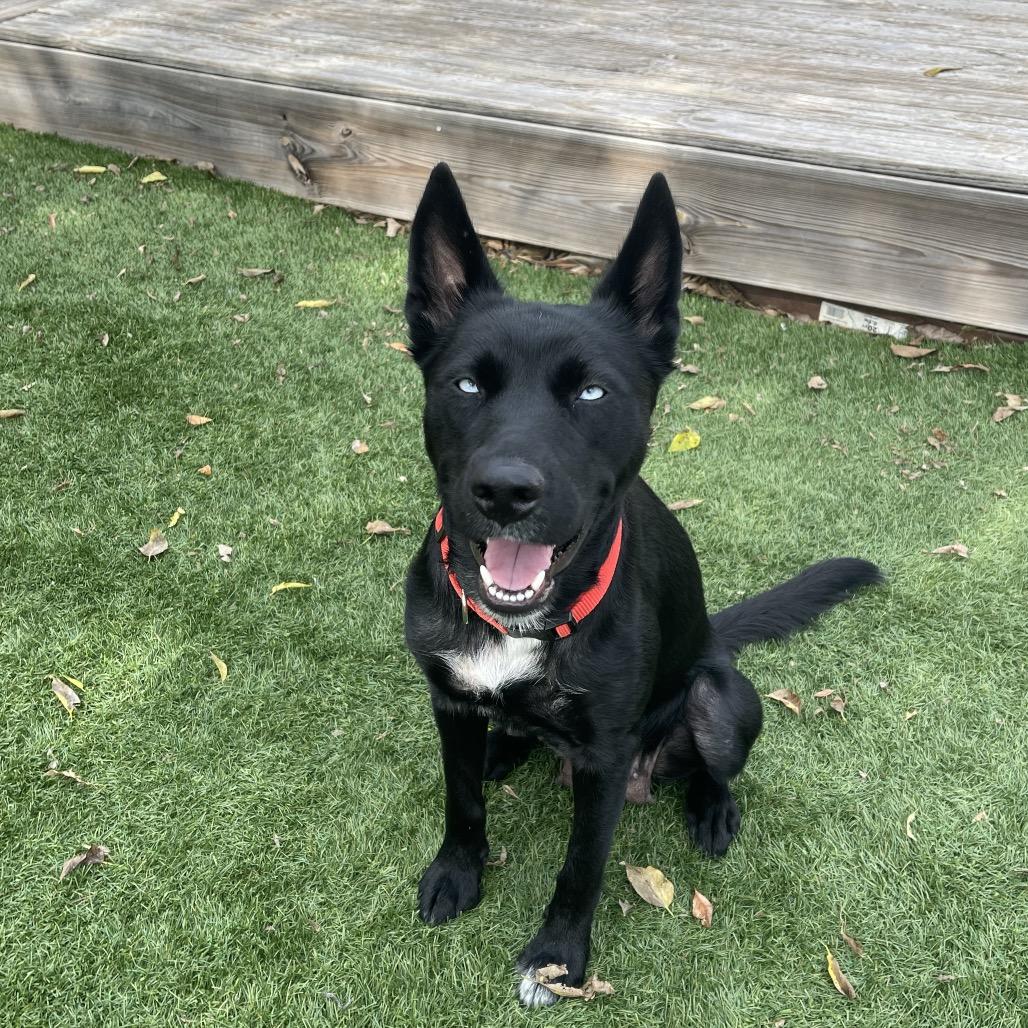 Enlarge Aurora, a Adoptable mixed breed in San Antonio, TX image 1/5