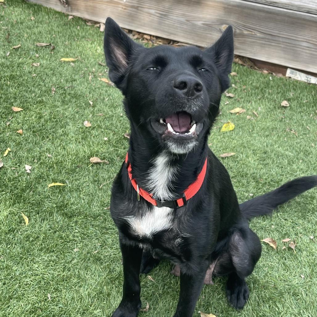 Enlarge Aurora, a Adoptable mixed breed in San Antonio, TX image 2/5