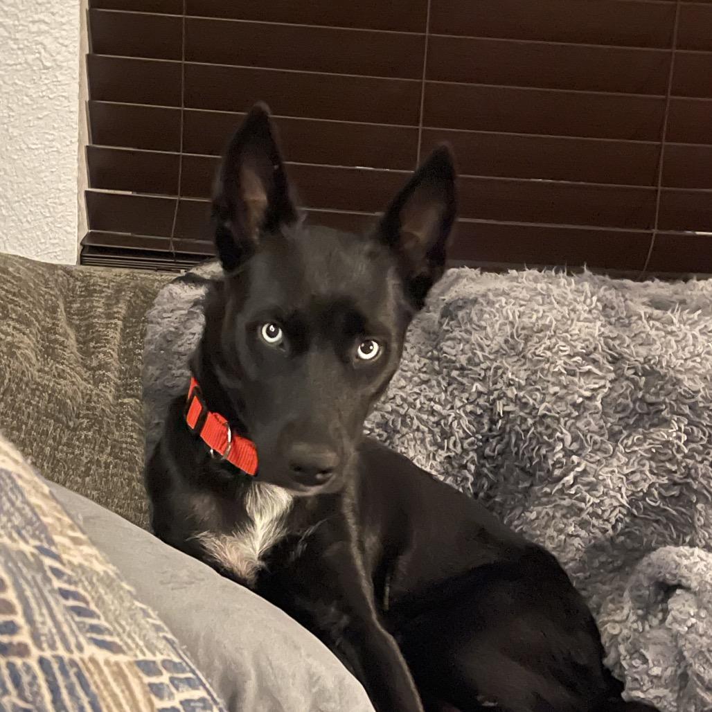 Enlarge Aurora, a Adoptable mixed breed in San Antonio, TX image 3/5