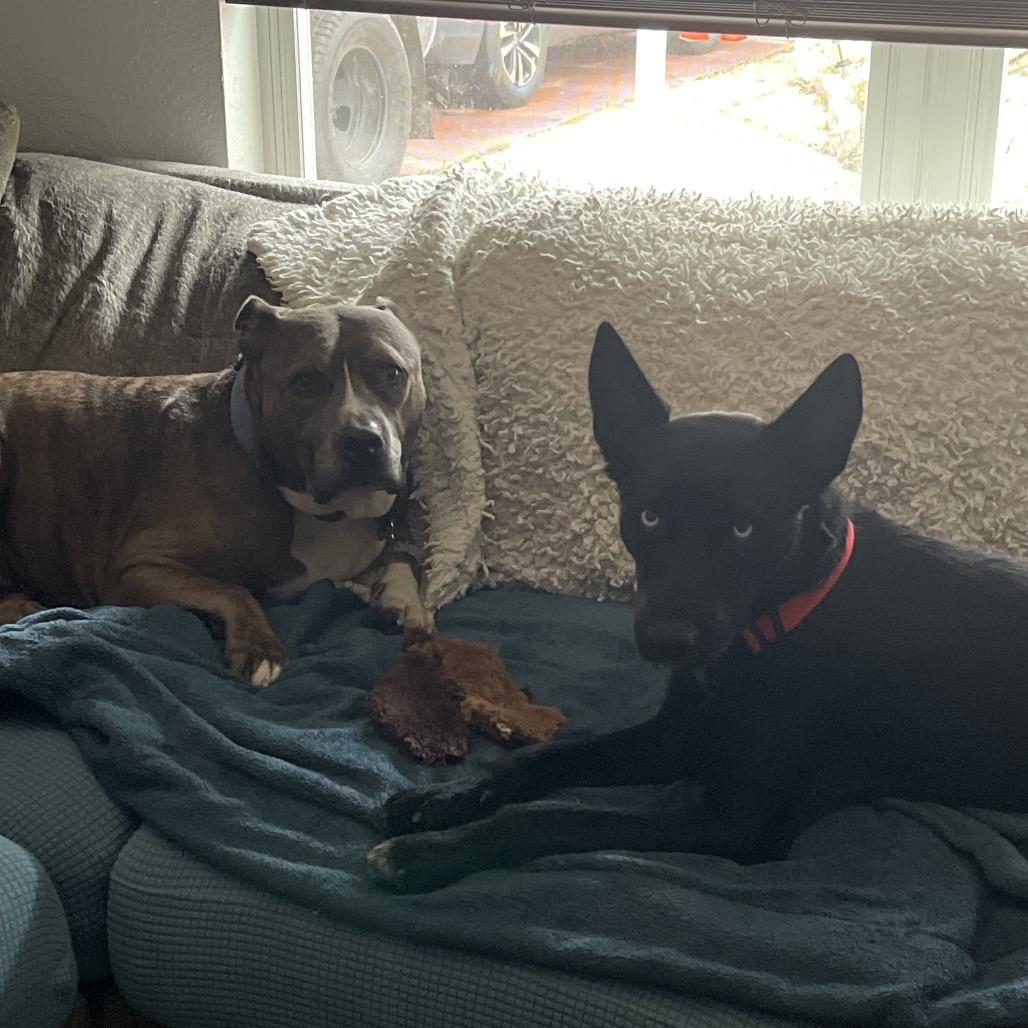 Enlarge Aurora, a Adoptable mixed breed in San Antonio, TX image 4/5