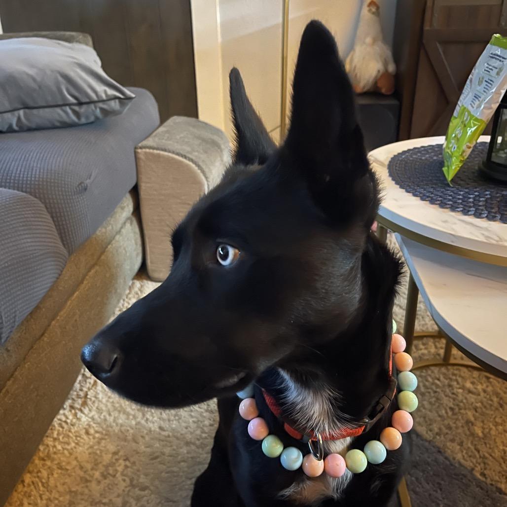 Enlarge Aurora, a Adoptable mixed breed in San Antonio, TX image 5/5