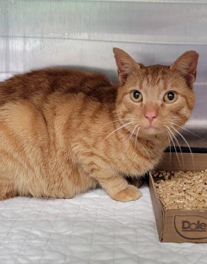 Enlarge O'Malley, an adopted mixed breed in Bedford, IN image 1/1