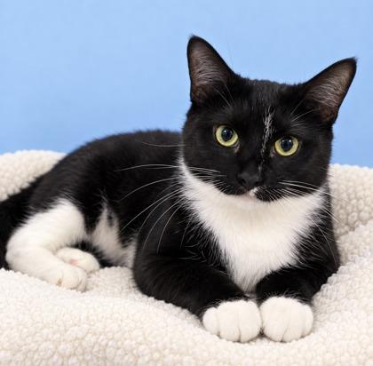 Caterina, Adoptable, Adult Female Domestic Short Hair & Domestic Short Hair.