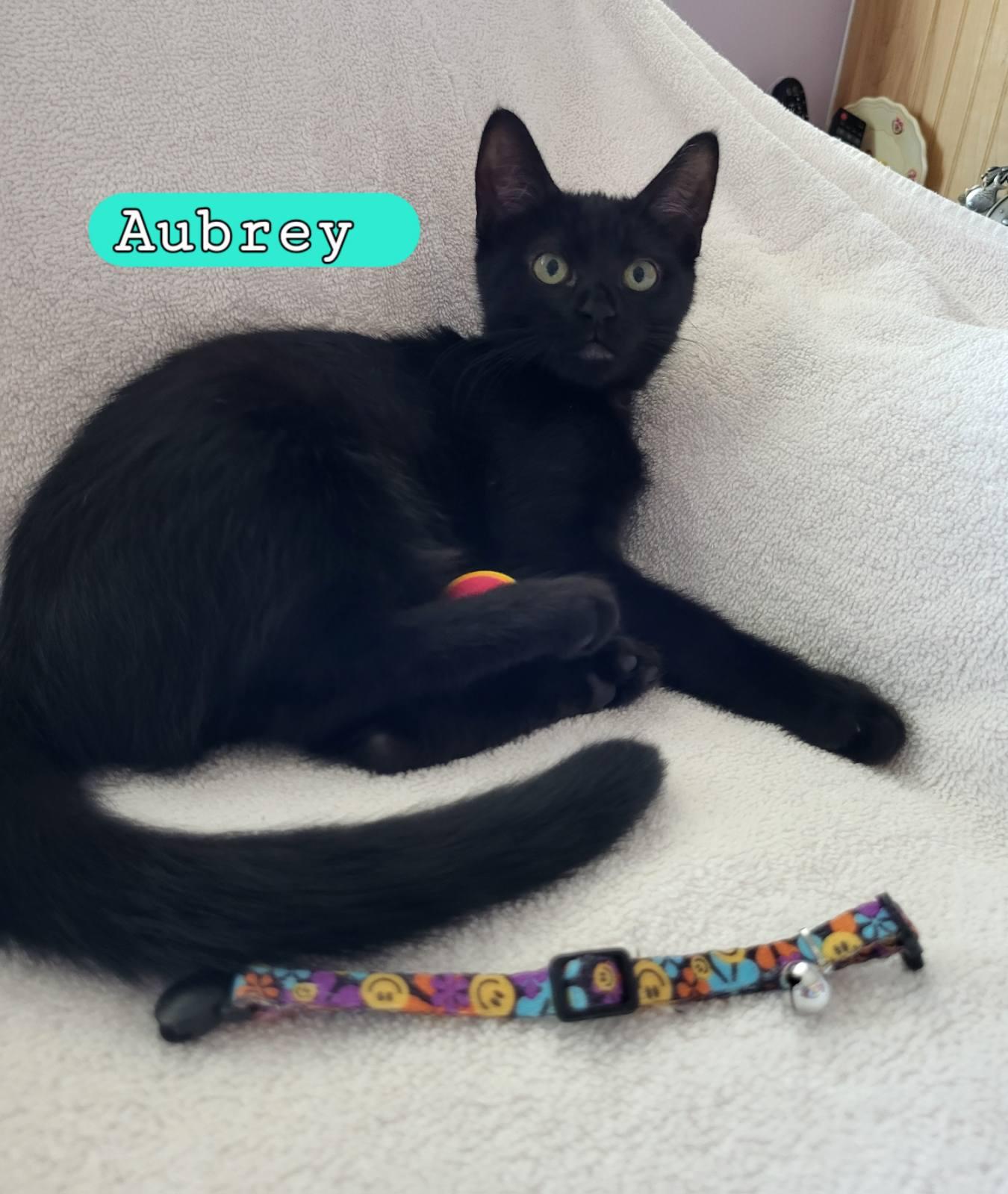 Enlarge Aubrey, a Adoptable Domestic Short Hair in Moorestown, NJ image 2/6