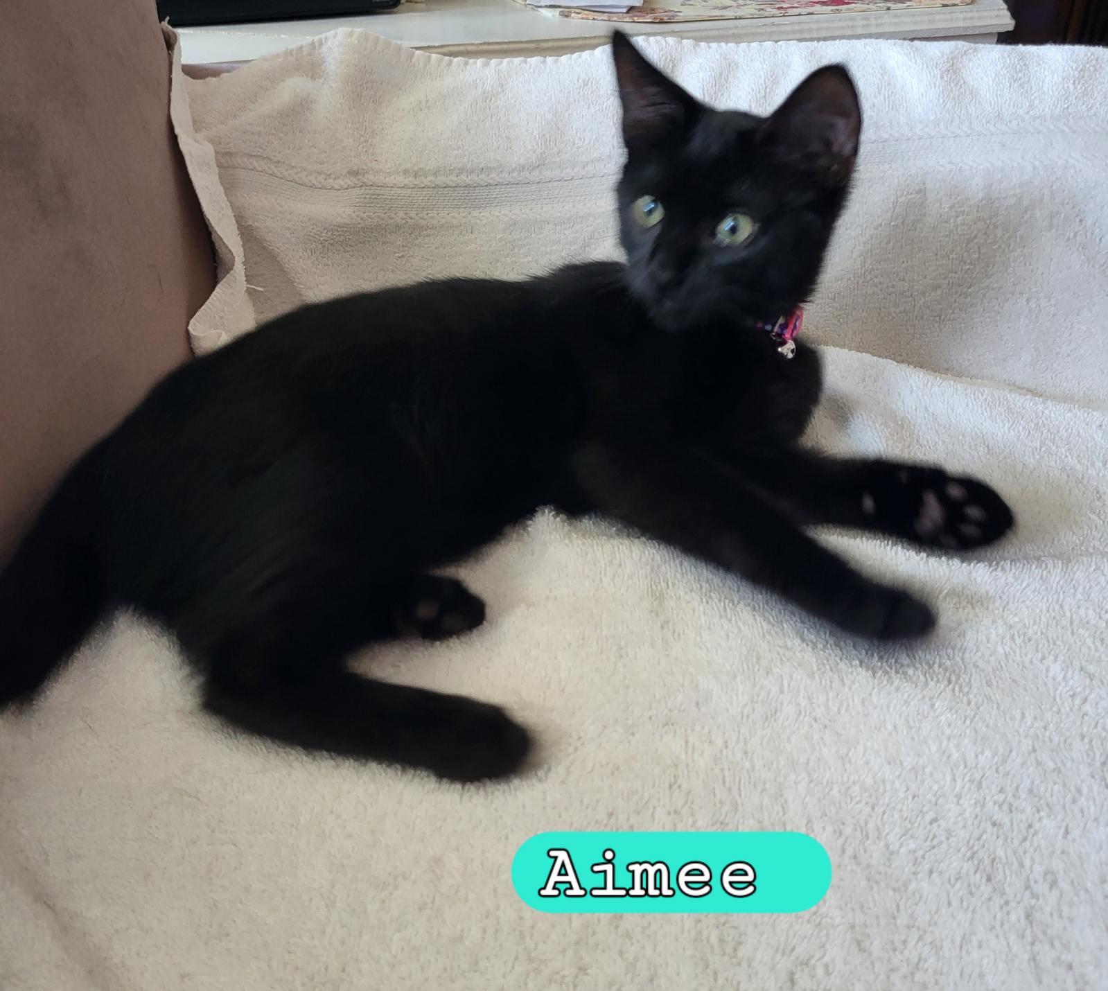 Enlarge Aubrey, a Adoptable Domestic Short Hair in Moorestown, NJ image 3/6