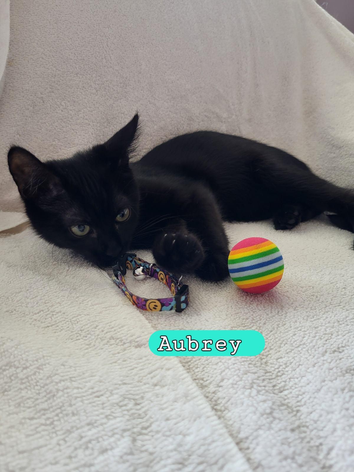 Enlarge Aubrey, a Adoptable Domestic Short Hair in Moorestown, NJ image 4/6