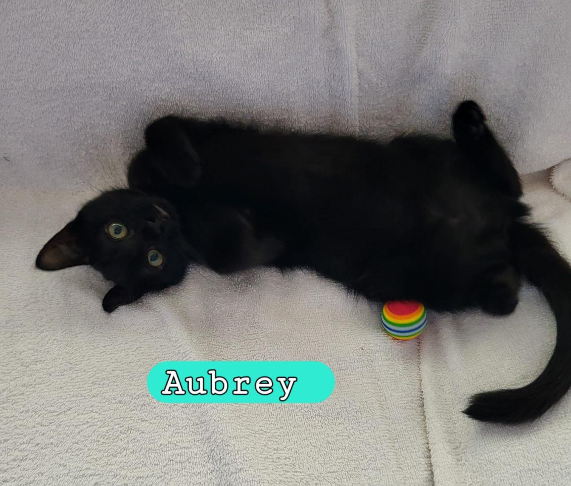 Enlarge Aubrey, a Adoptable Domestic Short Hair in Moorestown, NJ image 5/6