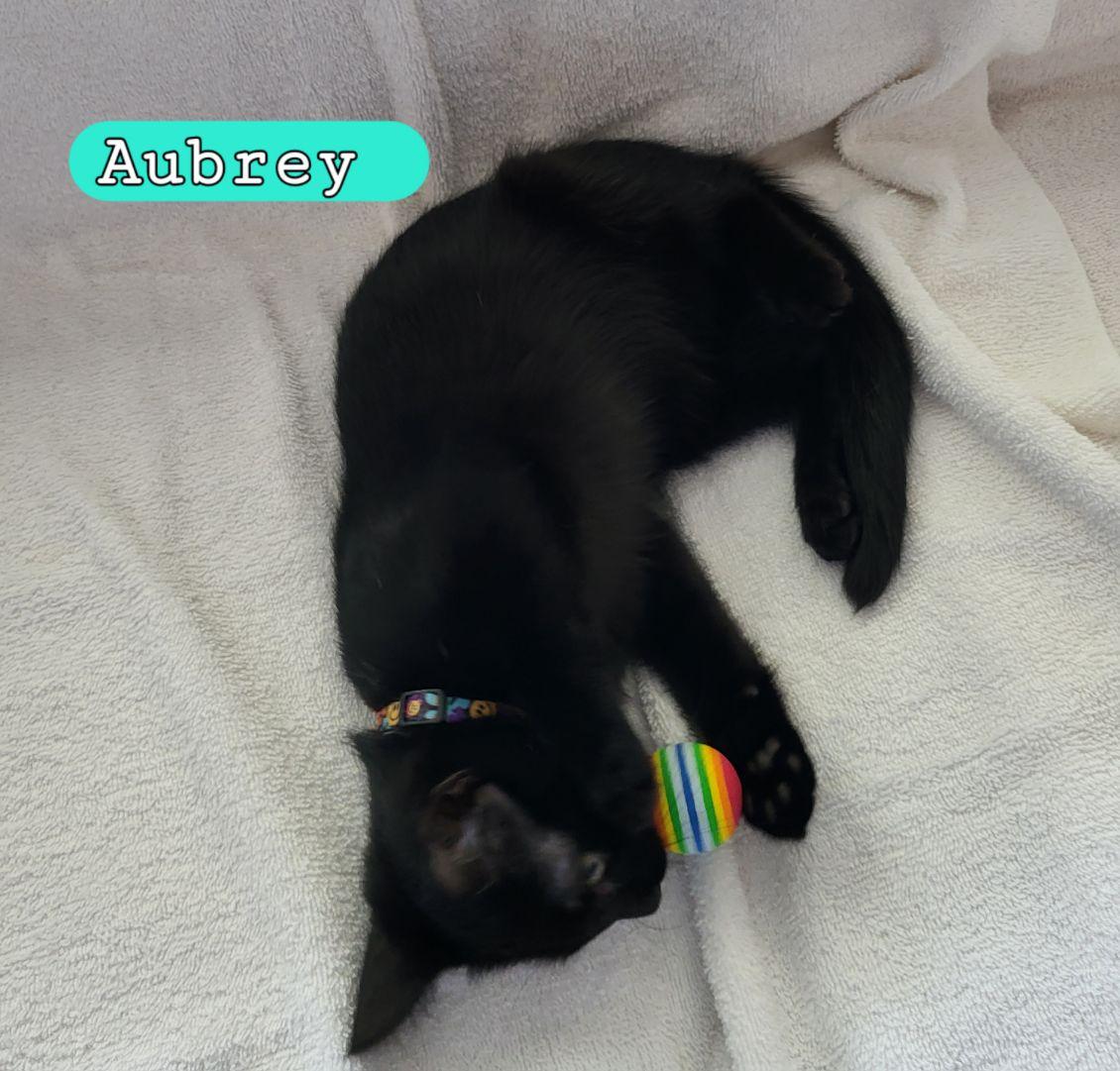 Aubrey photo 5