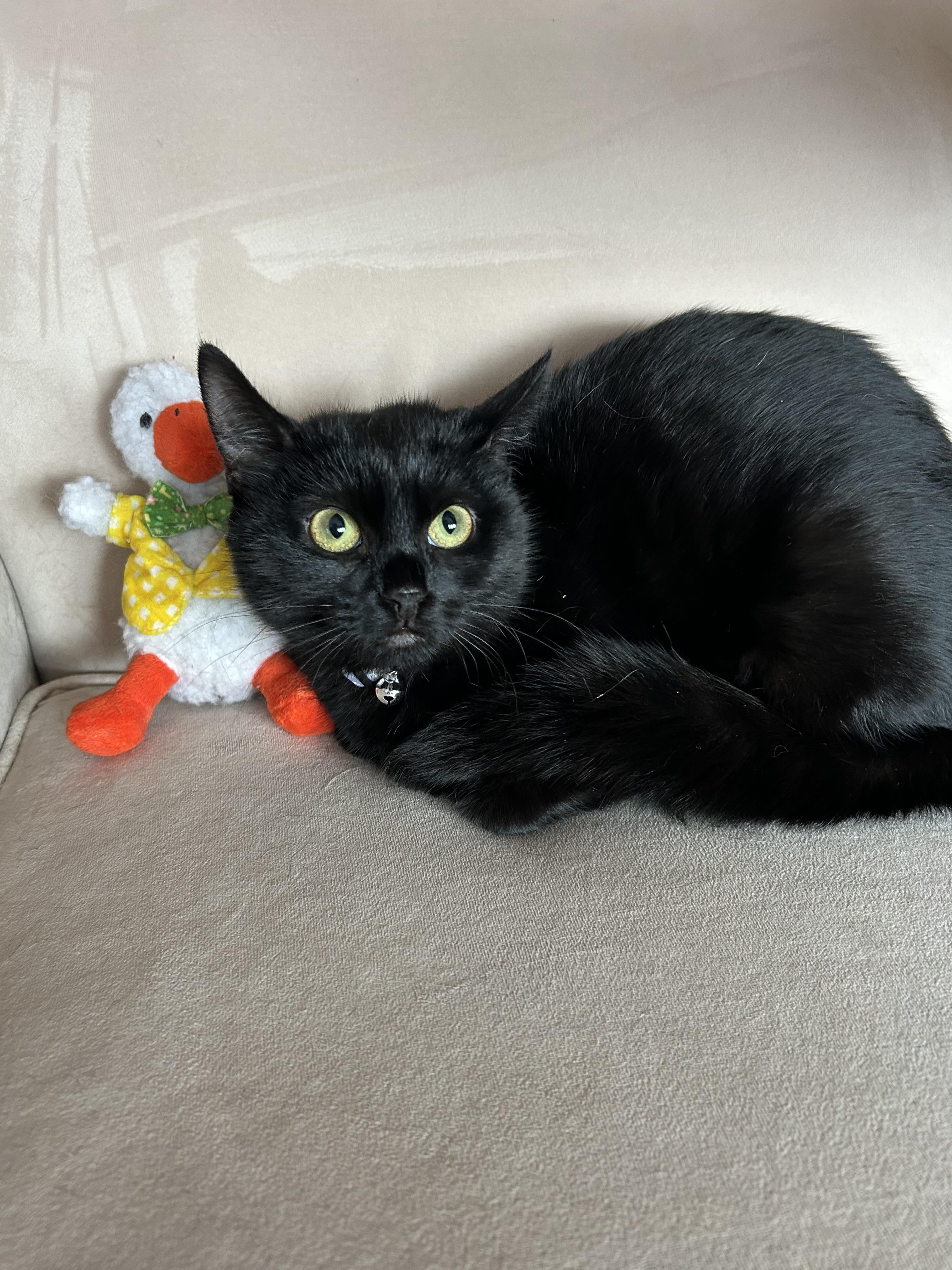 Aubrey, Adoptable, Young Female Domestic Short Hair.