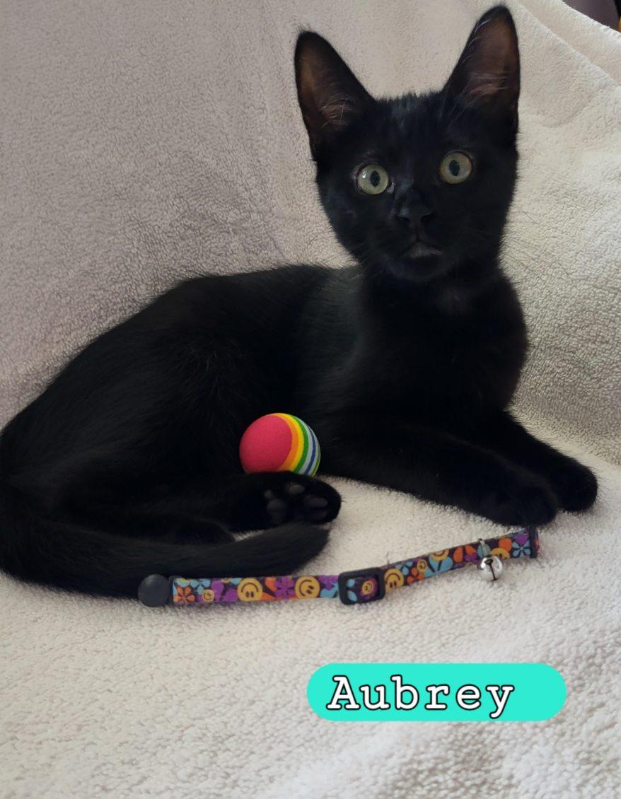 Aubrey, Baby Female unknown