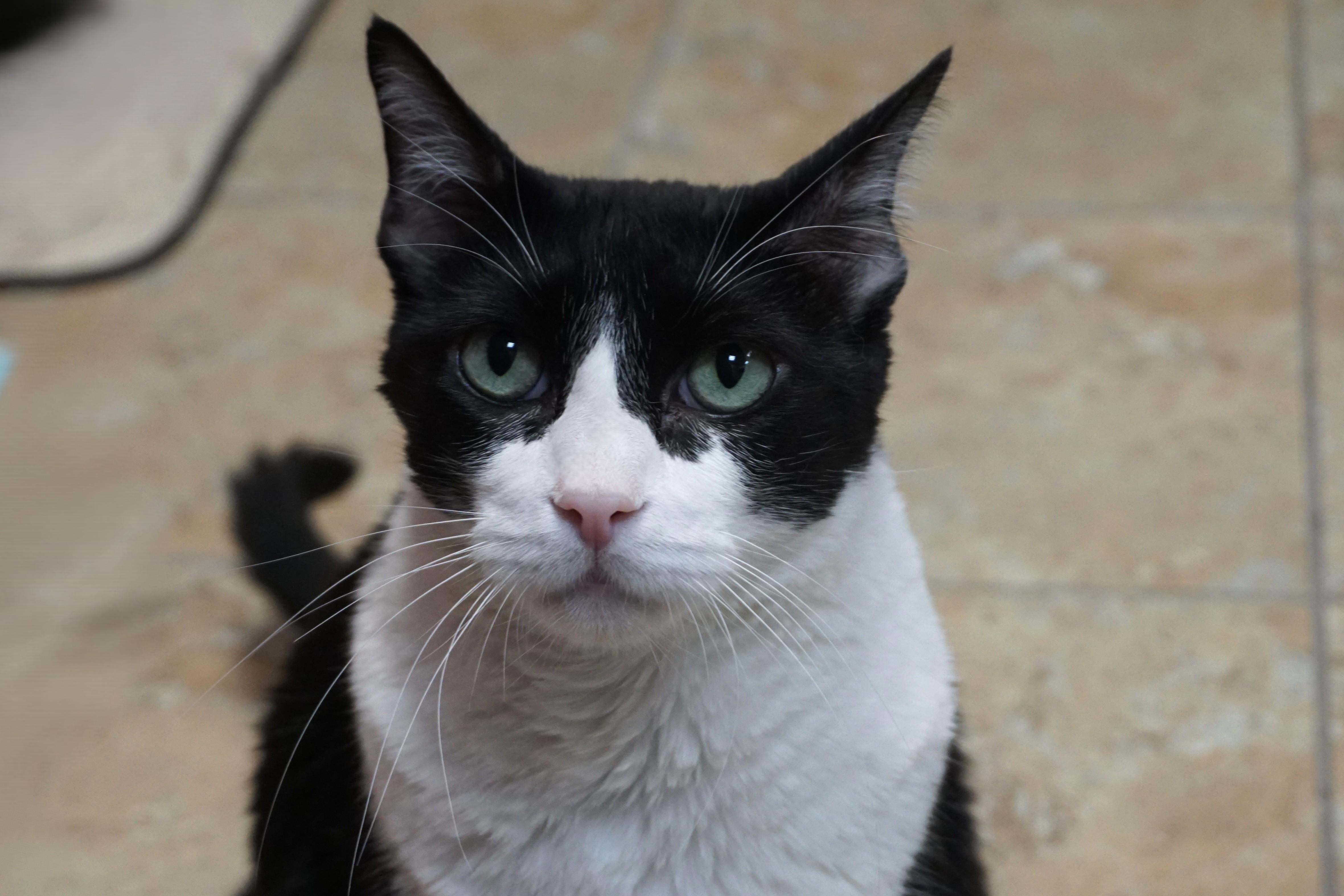 Enlarge Coco IV, a Adoptable Domestic Short Hair in Fountain Hills, AZ image 3/3