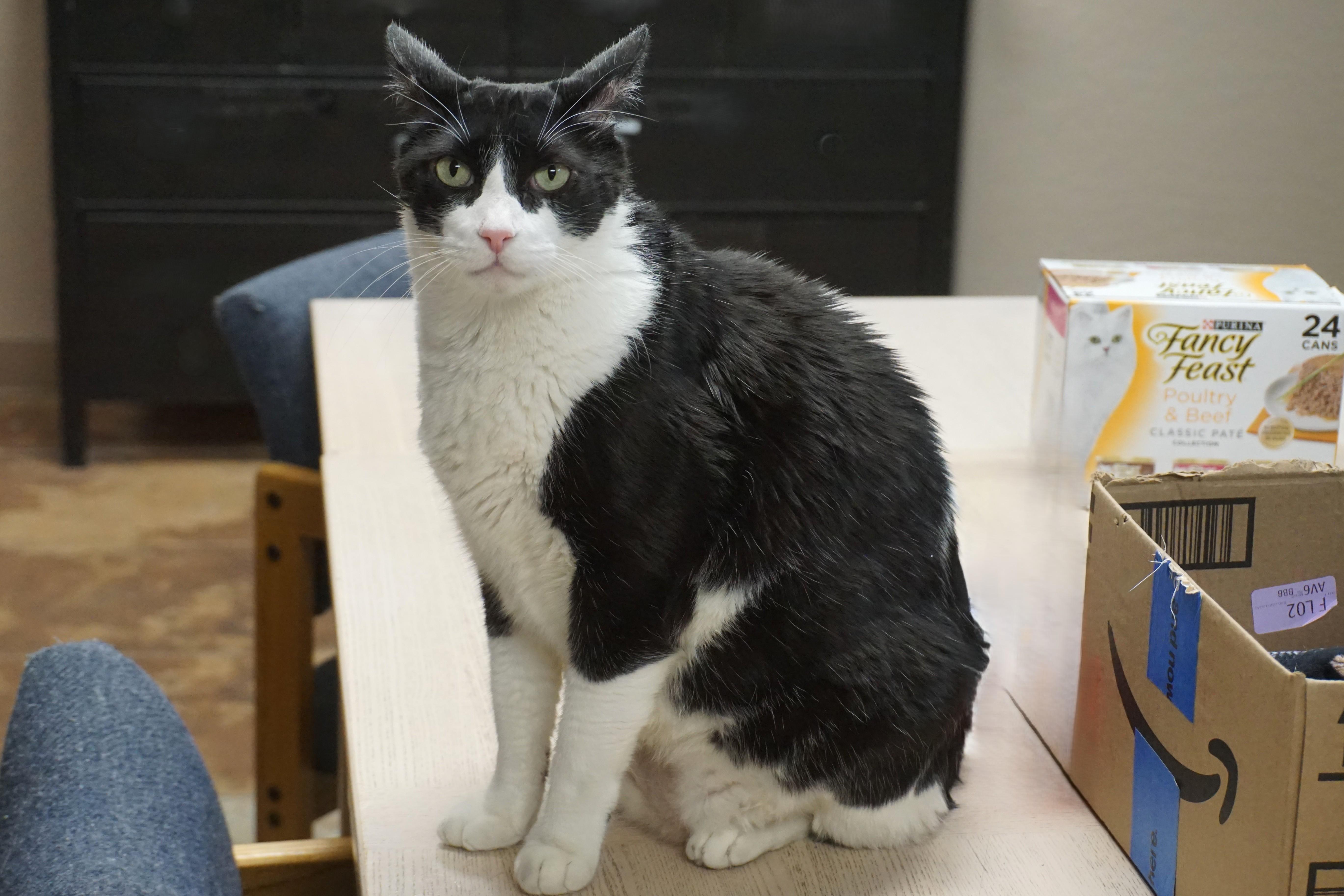 Enlarge Coco IV, a Adoptable Domestic Short Hair in Fountain Hills, AZ image 2/3