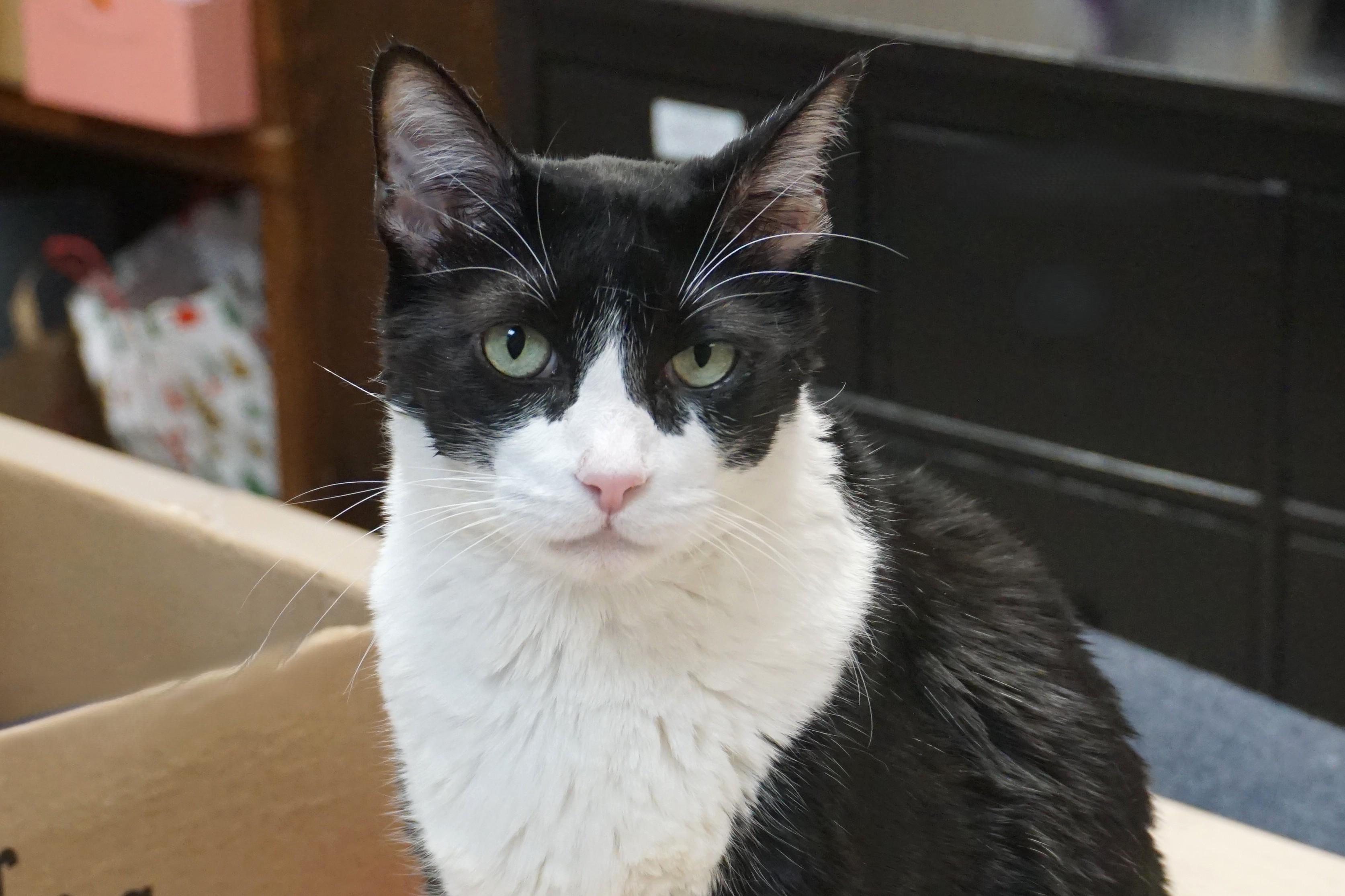 Coco IV, Adoptable, Adult Male Domestic Short Hair.