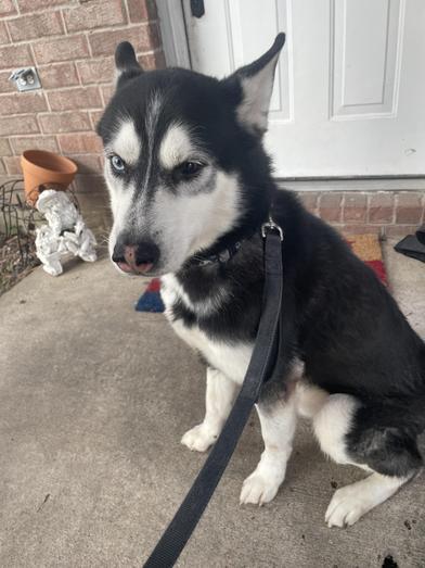 Rocky — thumbnail 6