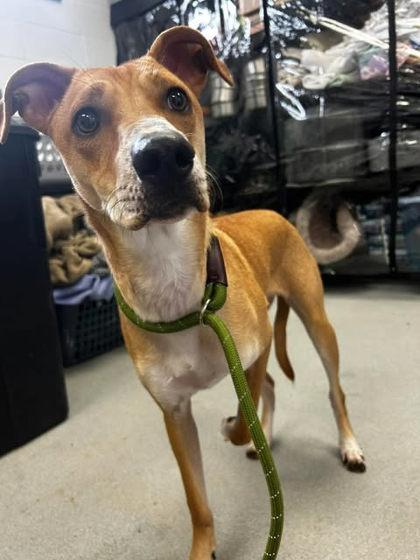 BB, Adoptable, Adult Male Terrier & Mixed Breed.