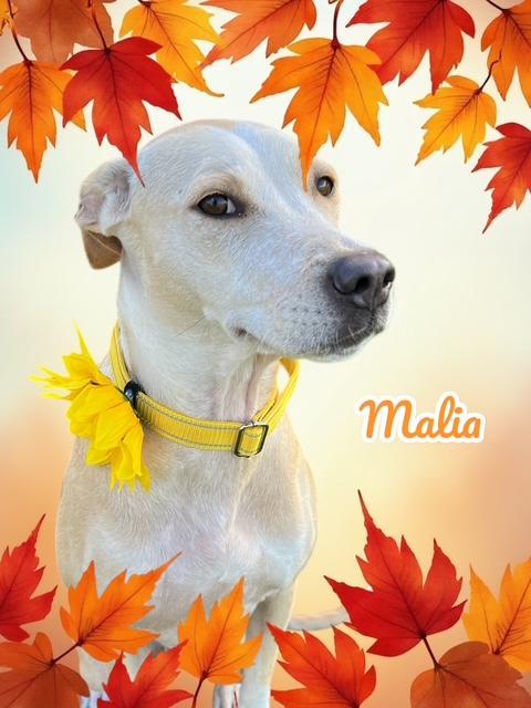 Enlarge Malia, a ADOPTABLE mixed breed in Albion, NY image 2/5