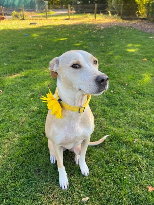 Enlarge Malia, a ADOPTABLE mixed breed in Albion, NY image 5/5