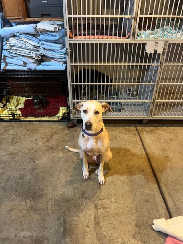 Enlarge Malia, a ADOPTABLE mixed breed in Albion, NY image 4/5