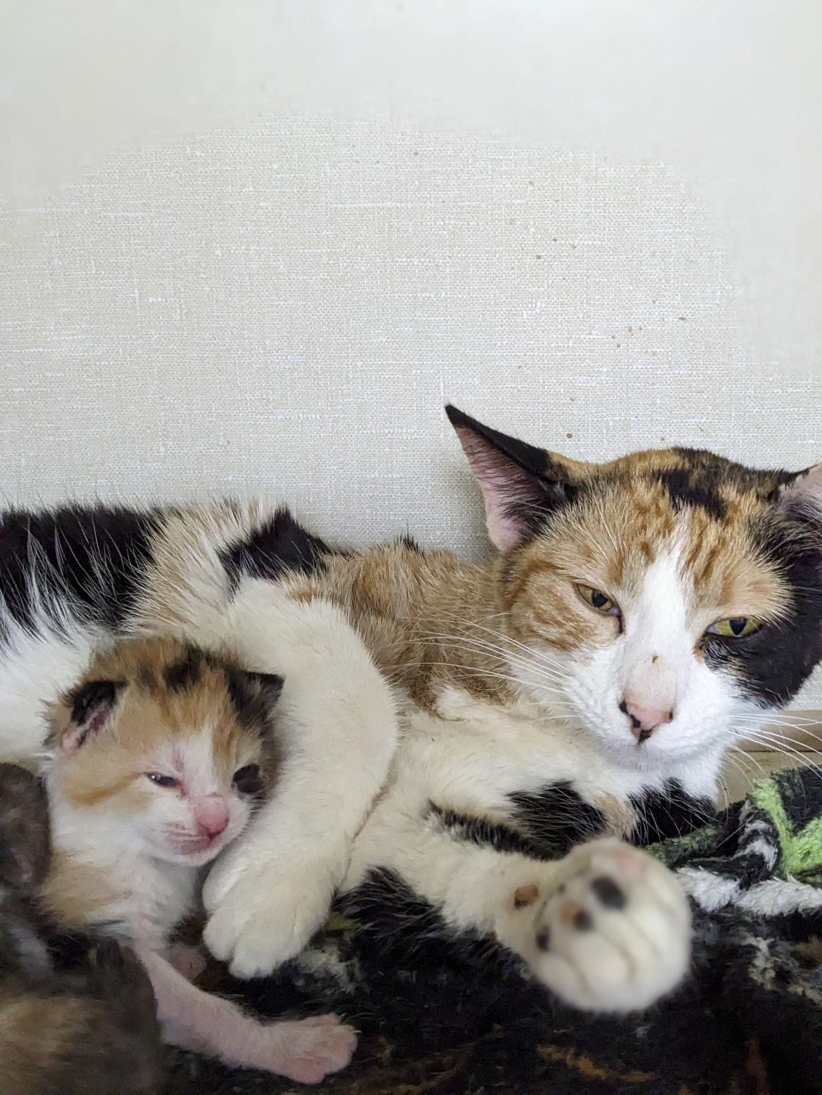 Roseanne — thumbnail 2