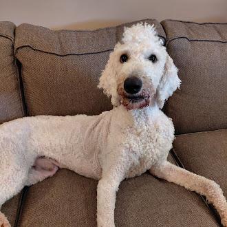 Dudele, ADOPTABLE, Young Male Standard Poodle.