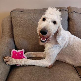 Enlarge Dudele, a ADOPTABLE Standard Poodle in Germantown, TN image 2/2