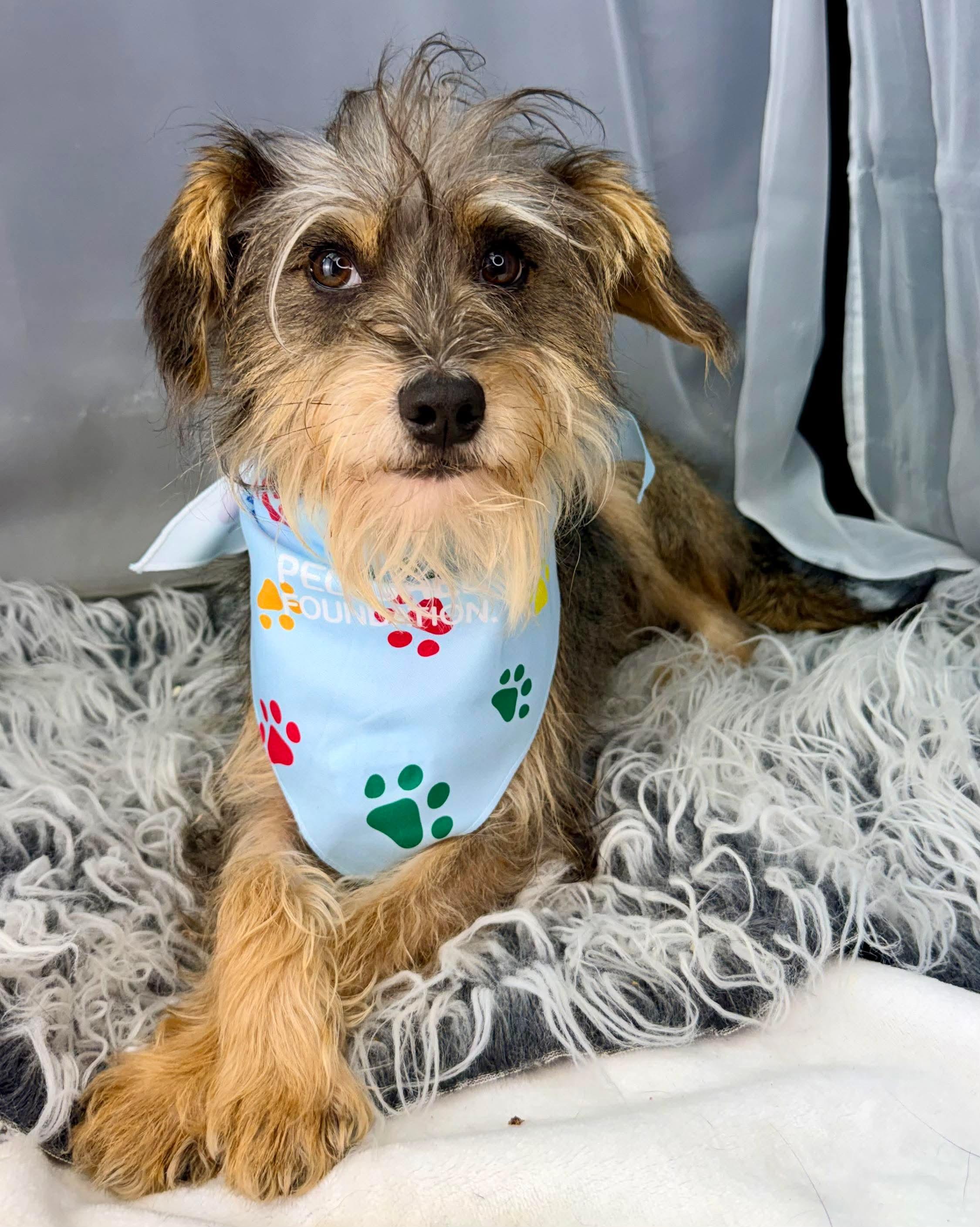 Enlarge Davinci, a Adoptable mixed breed in Jackson, MI image 1/6