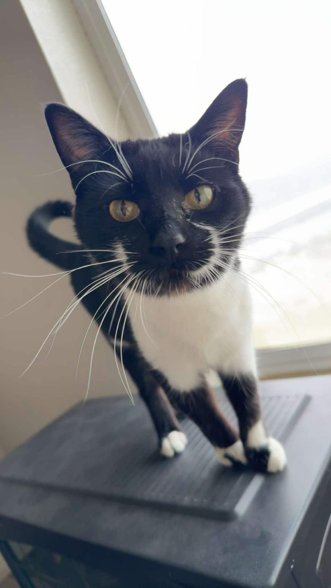 Willow, ADOPTABLE, Adult Female Domestic Short Hair & Tuxedo.
