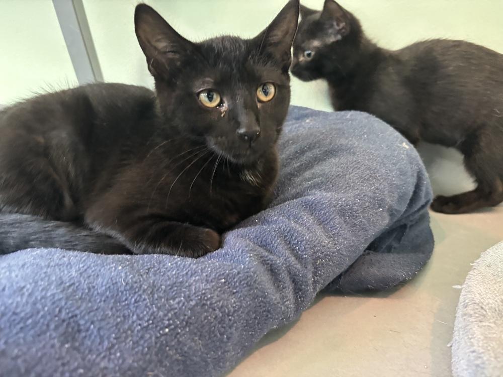 Boo, Adoptable, Kitten Female Domestic Short Hair.