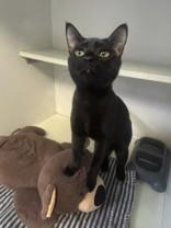 Vampirina, ADOPTABLE, Kitten Female Domestic Short Hair.