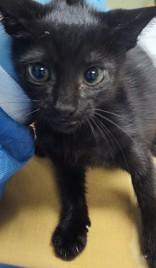 Enlarge Vampirina, a ADOPTABLE Domestic Short Hair in Georgetown, SC image 1/1