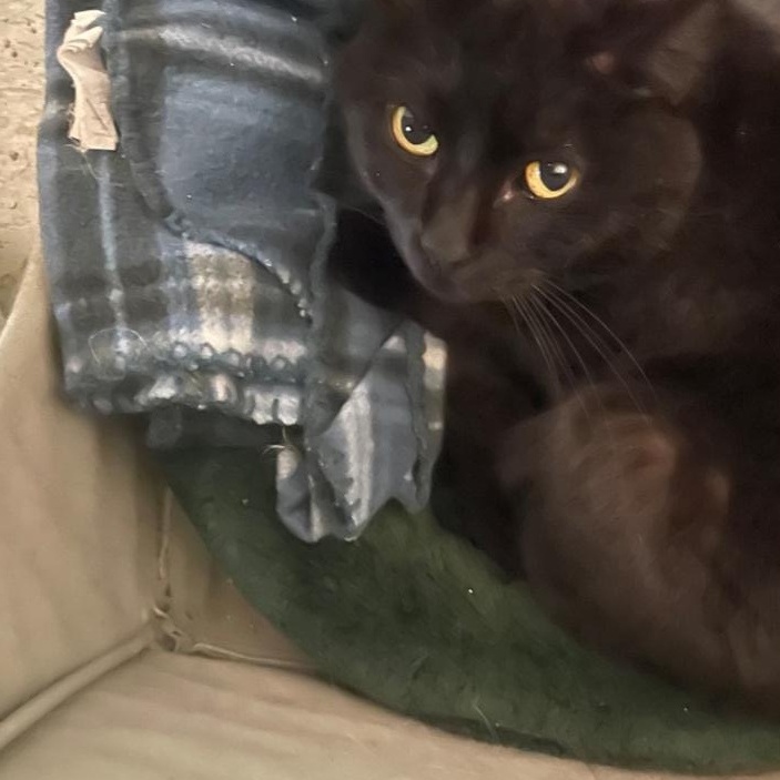 Enlarge Lady, a ADOPTABLE Domestic Short Hair in Billings, MT image 1/1