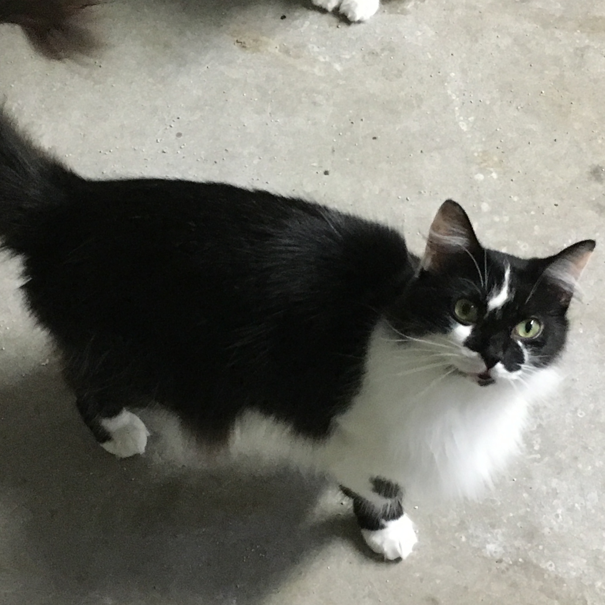 Sabie, an adoptable Domestic Long Hair in Camden, TN_image-1
