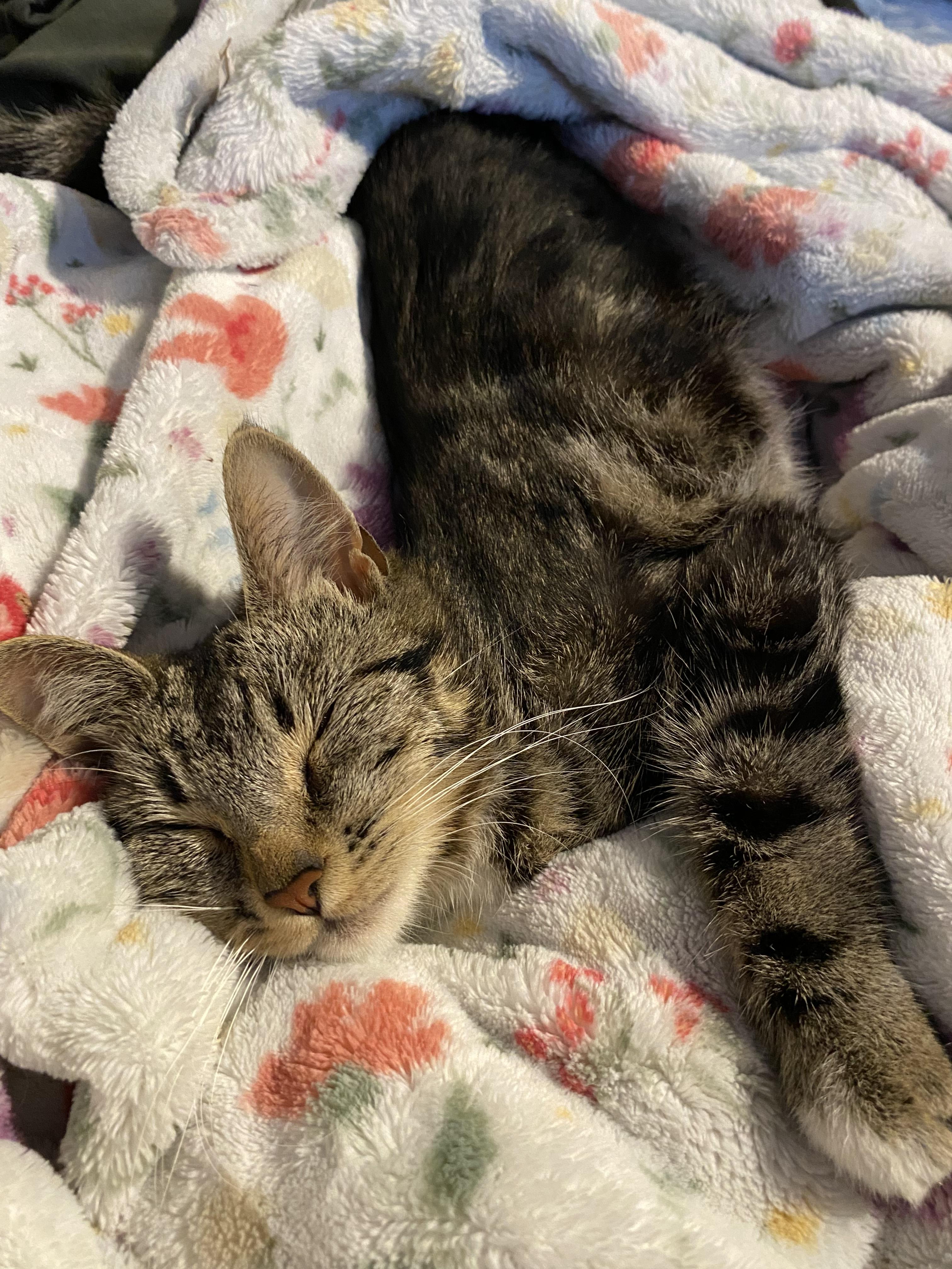 Helen Keller, a Adoptable Domestic Short Hair in Rochester, WA image 3/6